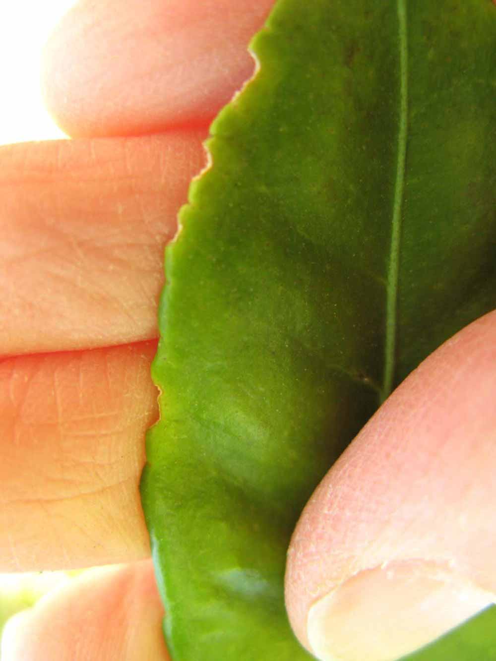              Margin (Winter Haven, FL)       